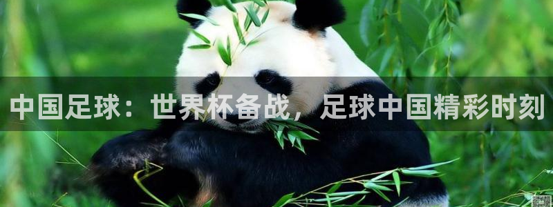 世界杯2026预选赛：中国足球：世界杯备战，足球中国精彩时刻